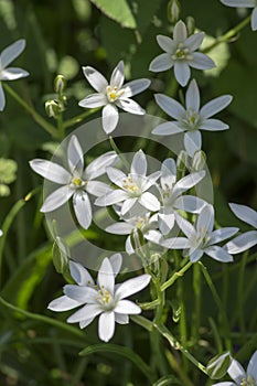 Ornithogalum umbellatum grass lily in bloom, small ornamental and wild white flowering springtime plant