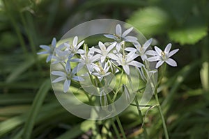 Ornithogalum umbellatum grass lily in bloom, small ornamental and wild white flowering springtime plant