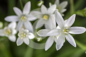 Ornithogalum umbellatum grass lily in bloom, small ornamental and wild white flowering springtime plant