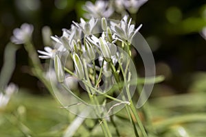 Ornithogalum umbellatum grass lily in bloom, small ornamental and wild white flowering springtime plant
