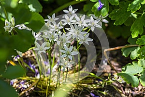 Ornithogalum umbellatum grass lily in bloom, small ornamental and wild white flowering springtime plant