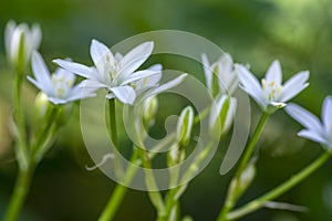 Ornithogalum umbellatum grass lily in bloom, small ornamental and wild white flowering springtime plant