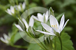 Ornithogalum umbellatum or Grass lily flower in a spring garden.