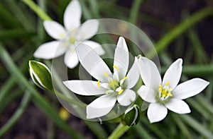 Ornithogalum umbellatum or Grass lily flower in a spring garden.