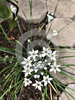 Ornithogalum umbellatum or Grass lily or Nap-at-noon or Eleven o`clock lady or The garden star-of-Bethlehem flowers.