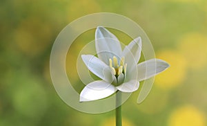 Ornithogalum umbellatum photo