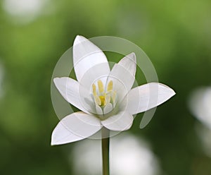 Ornithogalum umbellatum photo