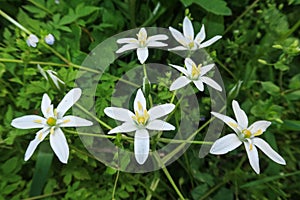 Ornithogalum umbellatum Star of bethlehem flower