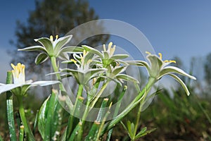 Ornithogalum umbellatum Star of bethlehem flower