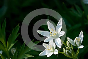 Ornithogalum umbellatum (Star-of-Bethlehem, Grass Lily photo
