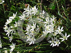 Ornithogalum umbellatum, Star-of-Bethlehem, grass lily, nap-at-noon, eleven-o`clock lady