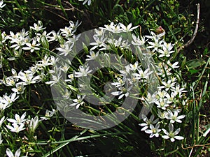 Ornithogalum umbellatum, Star-of-Bethlehem, grass lily, nap-at-noon, eleven-o`clock lady, bunch of white flowers