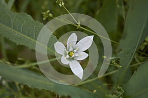 Ornithogalum umbellatum white flower