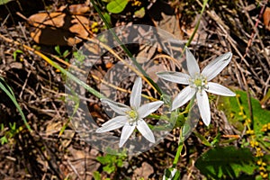 Ornithogalum umbellatum. Wild flowers in their natural environment.