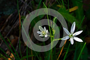 Ornithogalum umbellatum. Wild flowers in their natural environment.