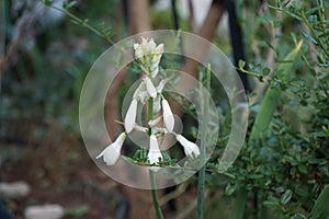 Ornithogalum viridiflorum, syn. Galtonia viridiflora, is a species of bulbous flowering plant. Berlin, Germany