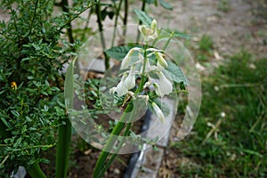 Ornithogalum viridiflorum, syn. Galtonia viridiflora, is a species of bulbous flowering plant. Berlin, Germany