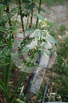 Ornithogalum viridiflorum, syn. Galtonia viridiflora, is a species of bulbous flowering plant. Berlin, Germany