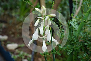 Ornithogalum viridiflorum, syn. Galtonia viridiflora, is a species of bulbous flowering plant. Berlin, Germany