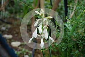 Ornithogalum viridiflorum, syn. Galtonia viridiflora, is a species of bulbous flowering plant. Berlin, Germany