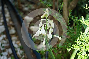 Ornithogalum viridiflorum, syn. Galtonia viridiflora, is a species of bulbous flowering plant. Berlin, Germany