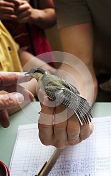 ornithologist records a bird