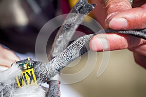 Ornithologist ringed murre and attaches JPS-logger