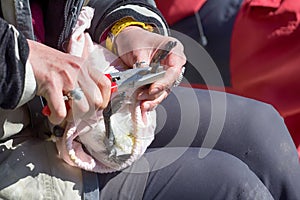 Ornithologist ringed murre and attaches JPS-logger