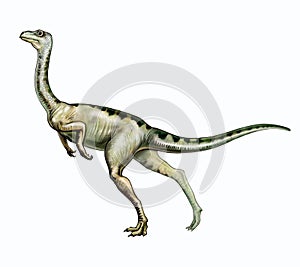 Ornithomimus, bipedal dinosaur of the Cretaceous period