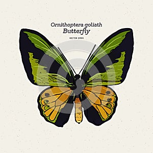 Ornithoptera goliath butterfly, hand draw sketch vector