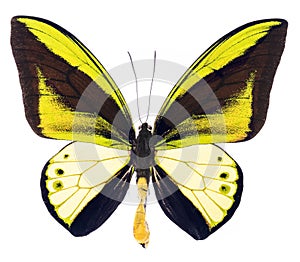 Ornithoptera goliath tropical butterfly isolated