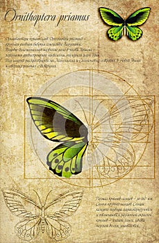 Ornithoptera priam Latin Ornithoptera priamus. A series of vector illustrations imitating old sheets from a book about butterfli