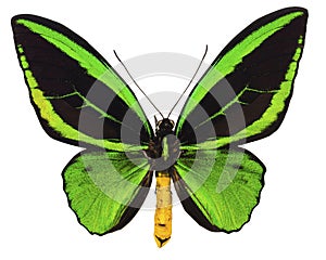 Ornithoptera priamus tropical butterfly isolated