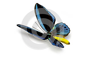 Ornithoptera priamus urvilleanus