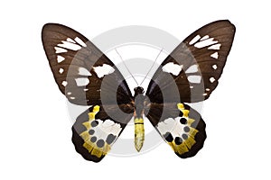 Ornithoptera rothschildi