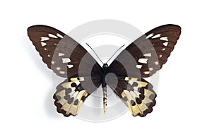 Ornithoptera rothschildi (female)