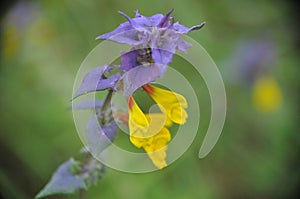 Orobanchaceae Melampyrum nemorosum summer rainy weather with green background