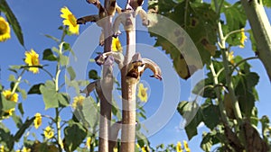 Orobanche broomrape or broom-rape Orobanche cumana parasite on sunflower roots