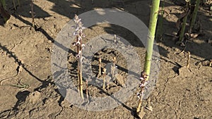 Orobanche broomrape or broom-rape Orobanche cumana parasite on sunflower roots