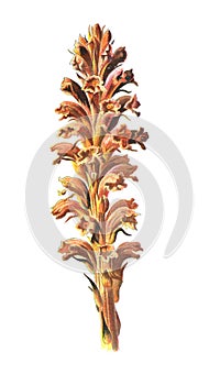 Orobanche, commonly known as broomrape flower. Antique hand drawn field flowers illustration. Vintage and antique flowers. wild fl