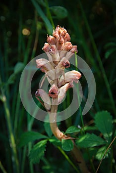 Orobanche gracilis photo