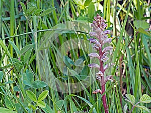 Orobanche minor - broomrape. Parasitic plant in habitat.