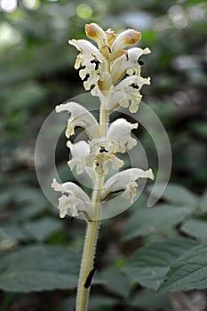 Orobanche parasitic plant grows in nature