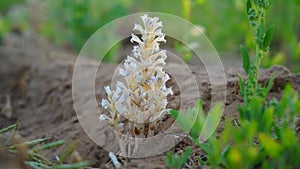 Orobanche ramosa, Branched Broomrape. Wild plant shot in spring. Beautiful white flower growing in field