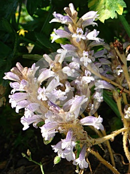 Orobanche ramosa close up