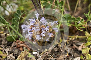 Orobanche ramosa close up