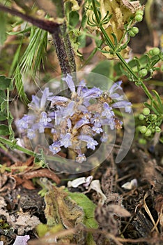 Orobanche ramosa close up