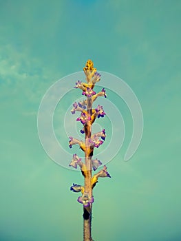 Orobanche ramosa flower on haze background