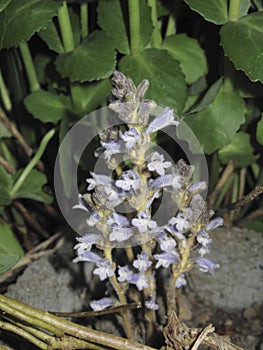 Orobanche ramosa lilac flowers