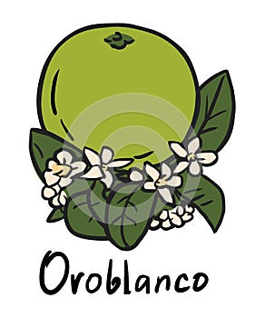 Oroblanco fruit photo